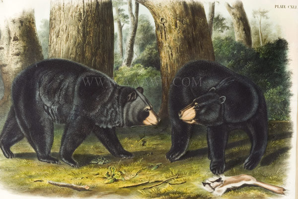Audubon Print, American Black Bear, Male and Female, Plate CXLI
The Viviparous Quadrupeds of North America
Ursus Americanus, Pallas
Signed and Dated J. T. Bowen, 1848, entire view